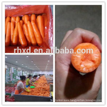 Fresh carrot(orangic ,Gap ,SGM,) factory directly supplier from China